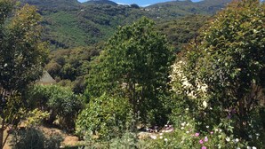 Une vallée verdoyante, parsemée d’une végétation luxuriante, sous un ciel dégagé.