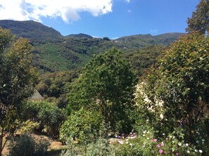 Ein üppiges Tal mit dichter Vegetation und blauem Himmel.