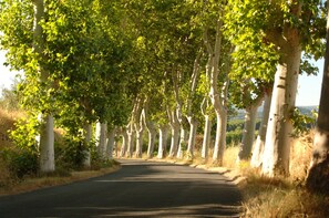 Uma estrada bordeada por árvores, com caminho bem definido.