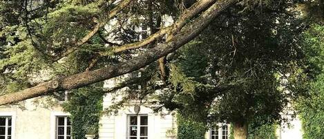 Ein großer Baum mit weit ausladenden Ästen über einem Gebäude. Unter dem Baum stehen zwei Stühle und ein Tisch.