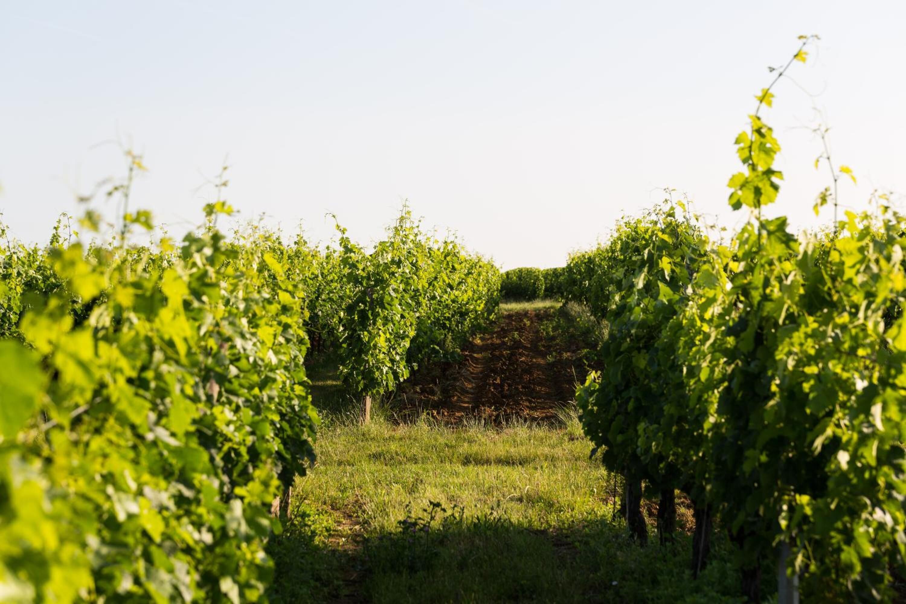 Un vignoble avec des rangées de vignes.