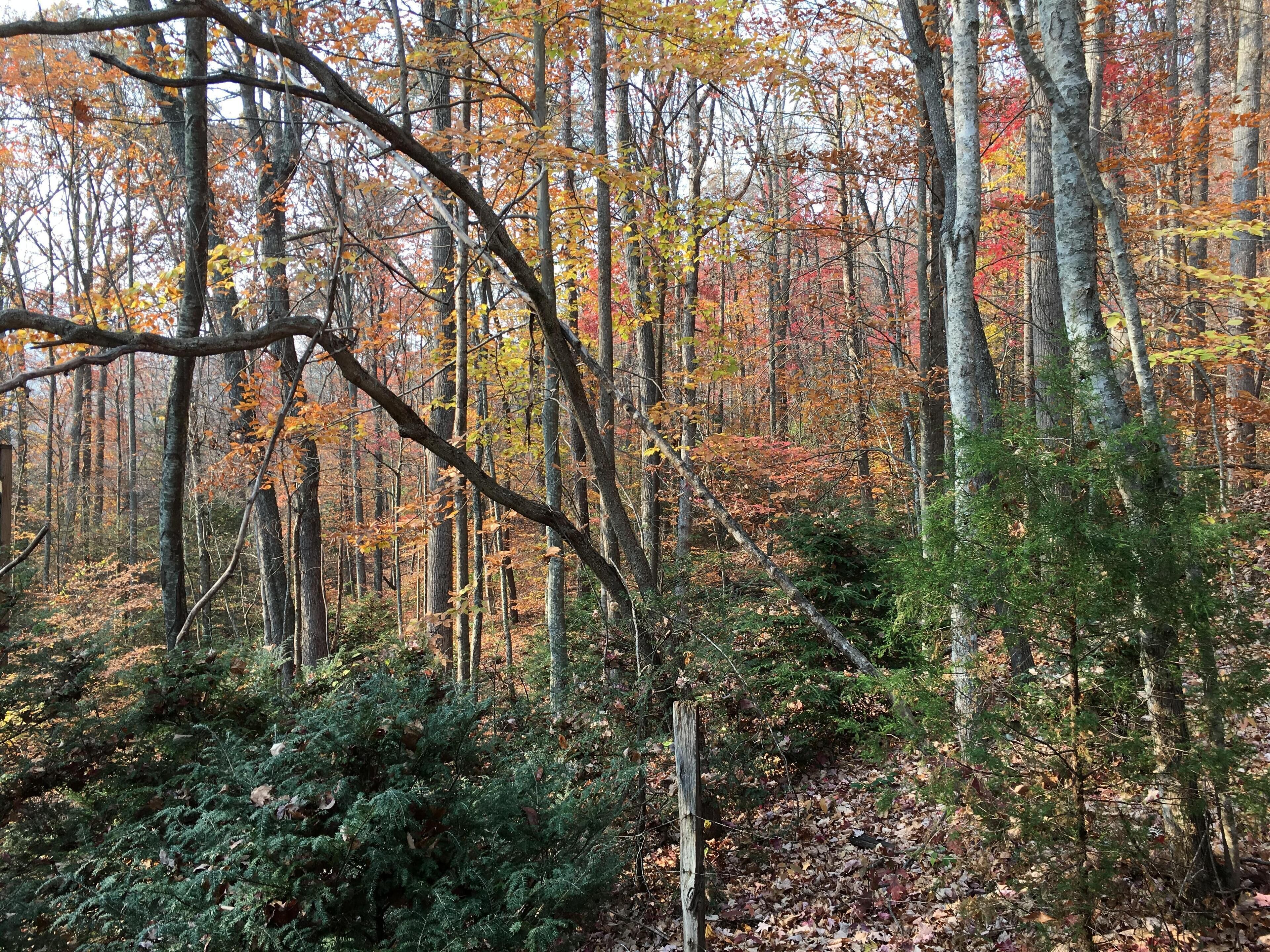 A dense forest with tall trees and a wooden fence.