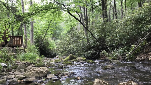 Un arroyo en un bosque con rocas y musgo, rodeado de abundante vegetación y árboles.