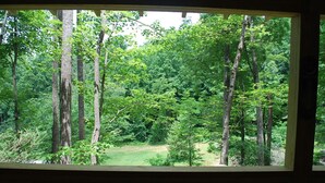 A view through a window of a forested area with tall trees and a grassy clearing.