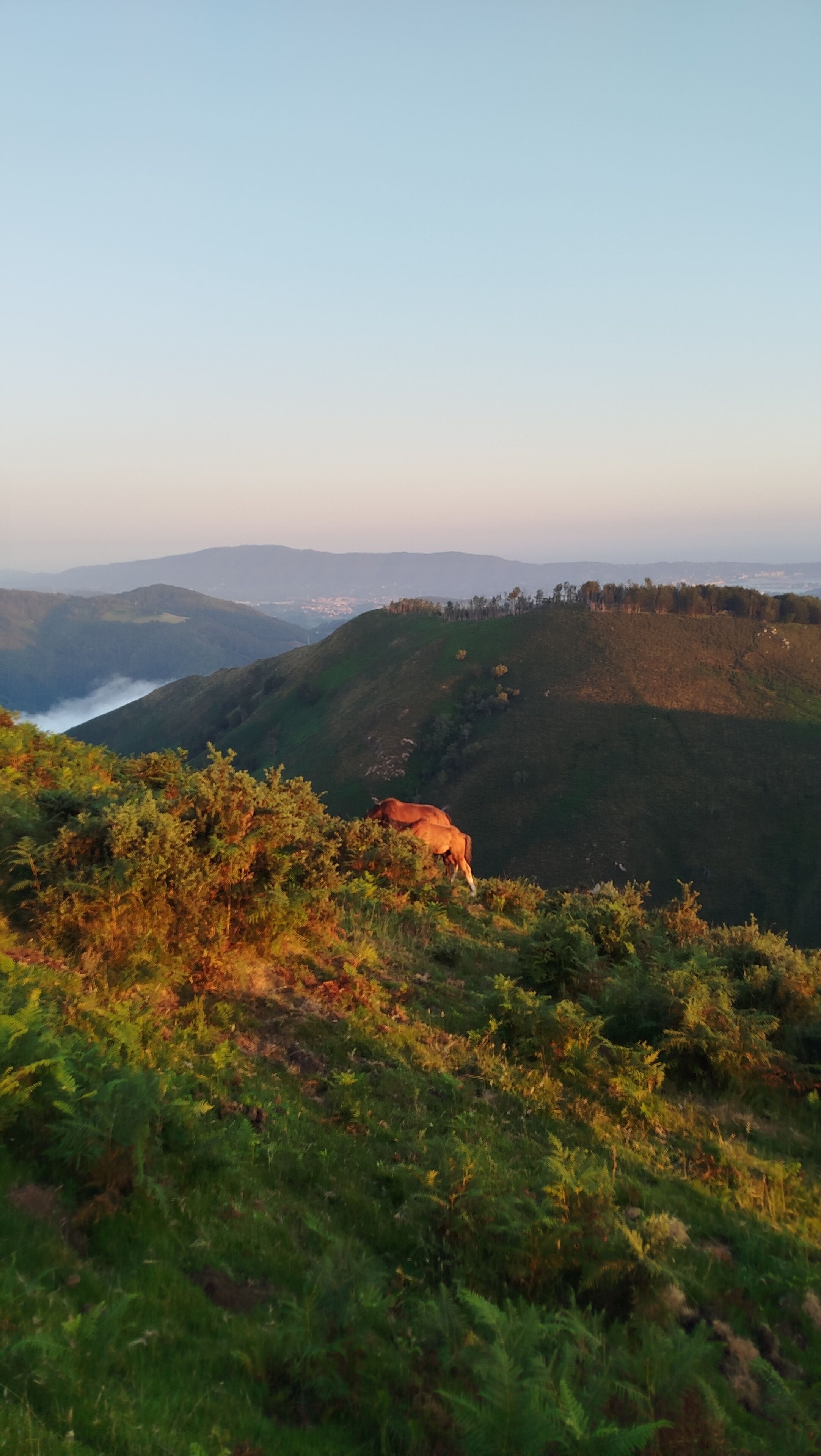 Paesaggio collinare con vista aperta su montagne lontane e un lago.