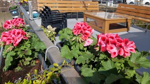 A public outdoor seating area with benches and planters of pink flowers. - Rooms on Water (Rotterdam)