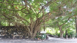 A large tree with a sign reading "THANSAI" in a garden area with stone walls and potted plants. - Thansila Resort (Ranong)