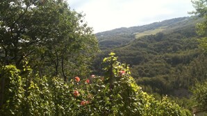 A vineyard with rows of grapevines and a hilly landscape in the background. - B&B Bosco dei Cervi (Grizzana Morandi)
