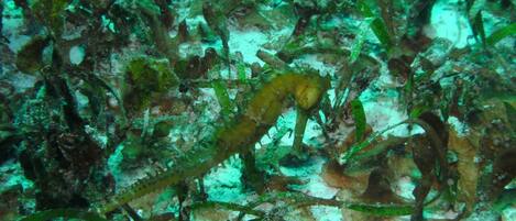 An underwater scene with various sea plants and a yellowish object, possibly a sea anemone, amidst the marine flora.