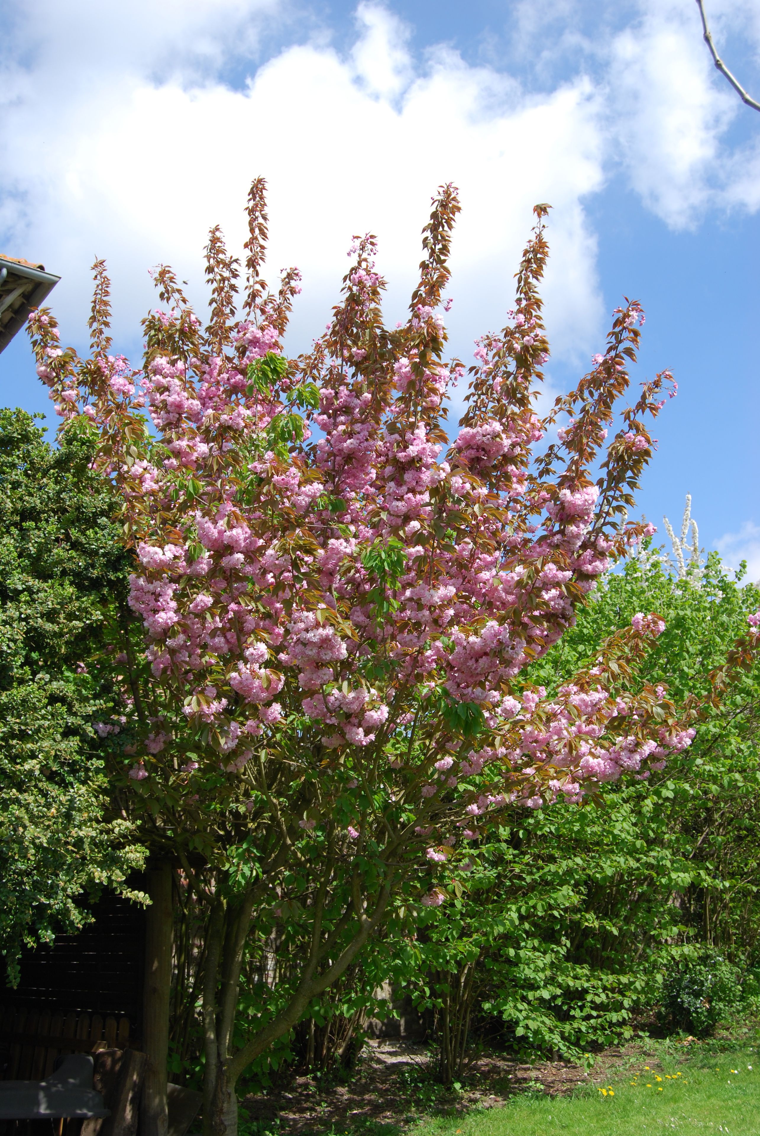Uma árvore com flores rosa em um jardim.