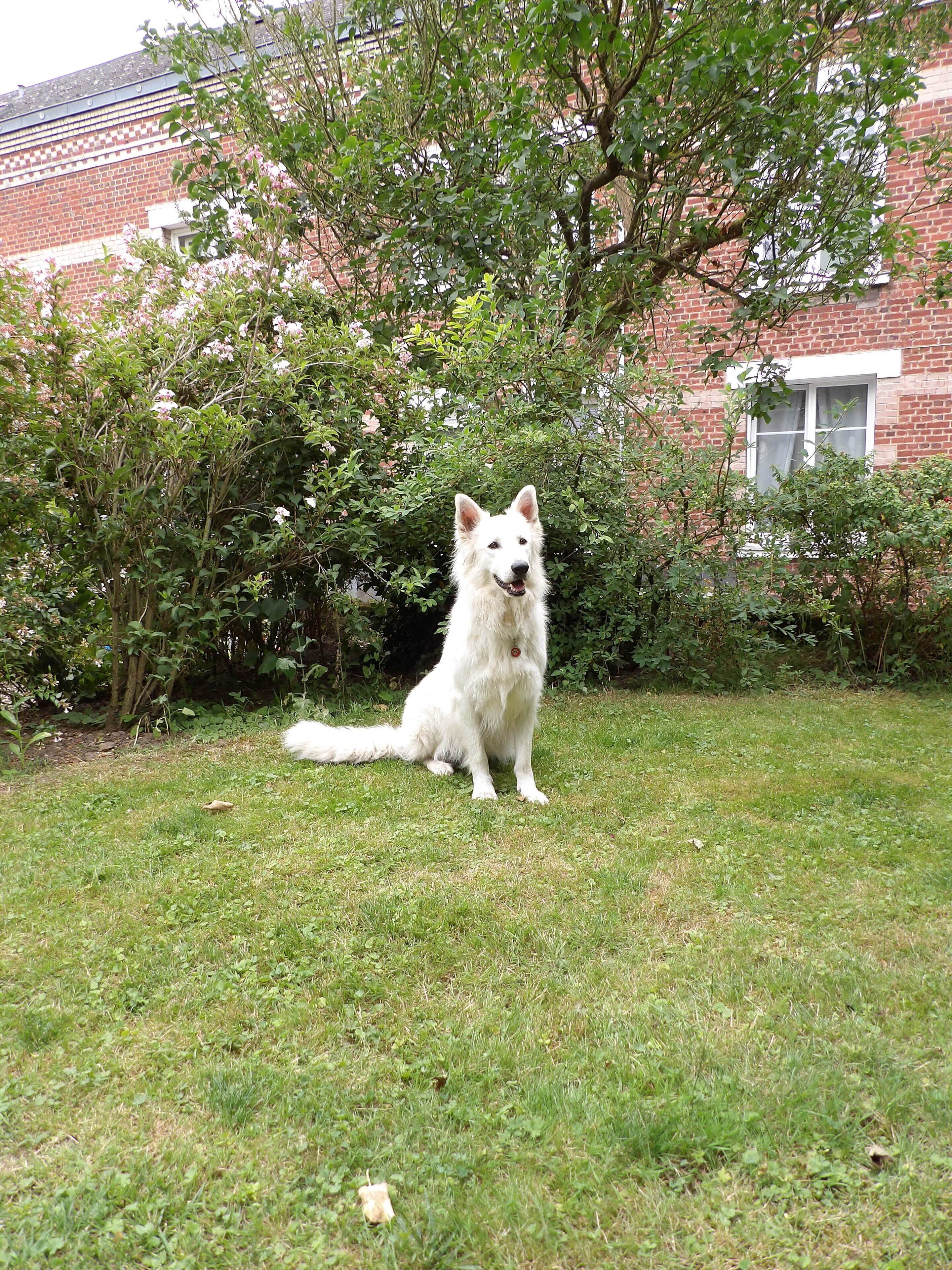 A white dog sitting on a grassy lawn with a brick building and dense foliage in the background.