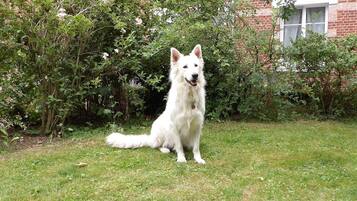 A white dog sitting on a grassy lawn with a brick building and dense foliage in the background.