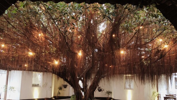 Un grand arbre décoré de guirlandes lumineuses se dresse dans une cour entourée d’un sol en briques et de plantes en pot.
