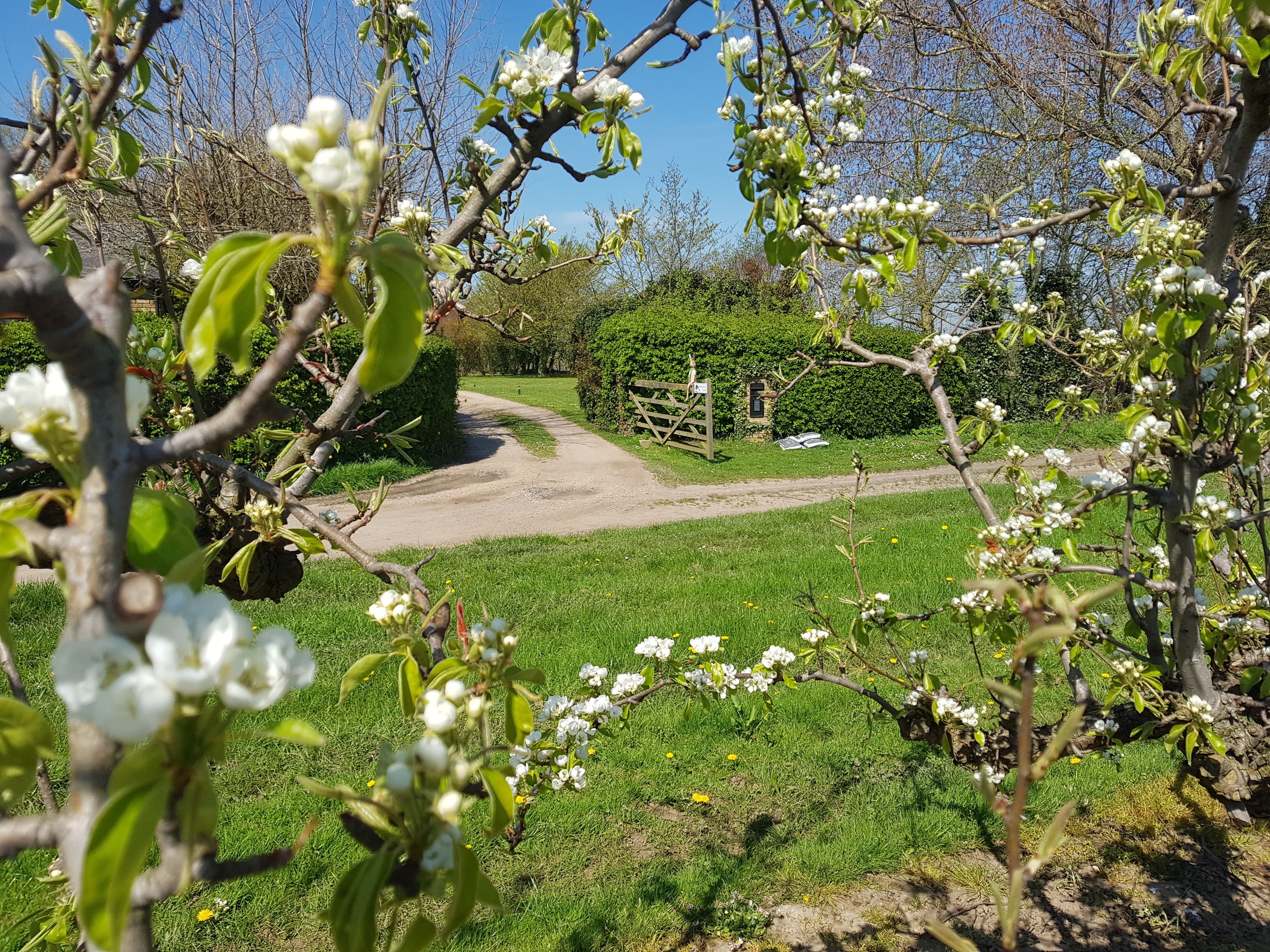 A pathway leading through a garden with blooming trees and a hedge in the background.