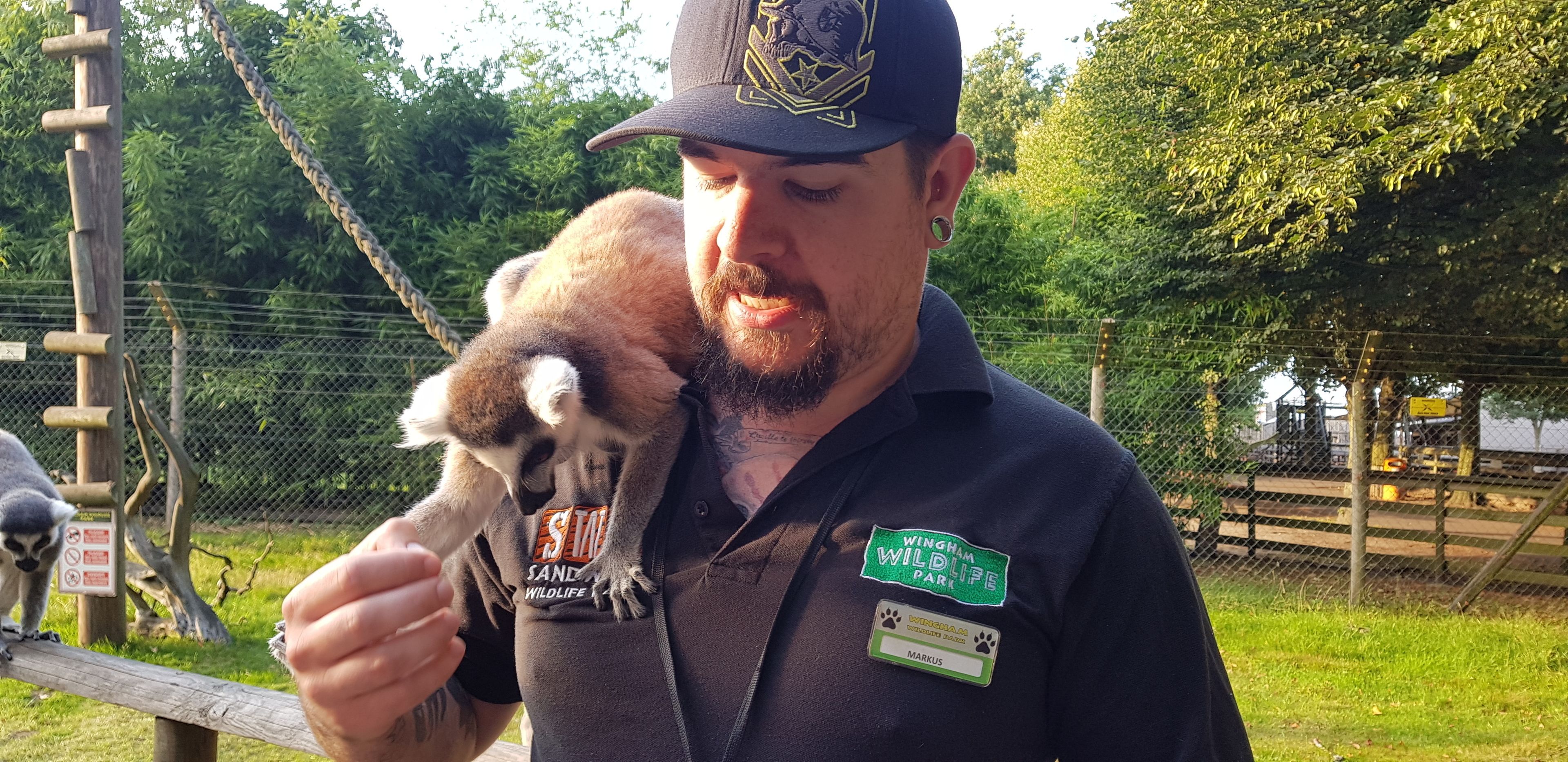 A person wearing a name tag and a cap, holding a lemur.