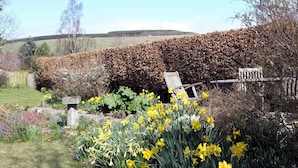 A garden with a hedge, a stone bench, and yellow daffodils. - Shian Cottage B&B (Dunkeld)