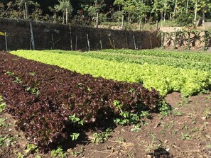 Garden - Hotel Pousada São Lourenço (Porto Alegre)