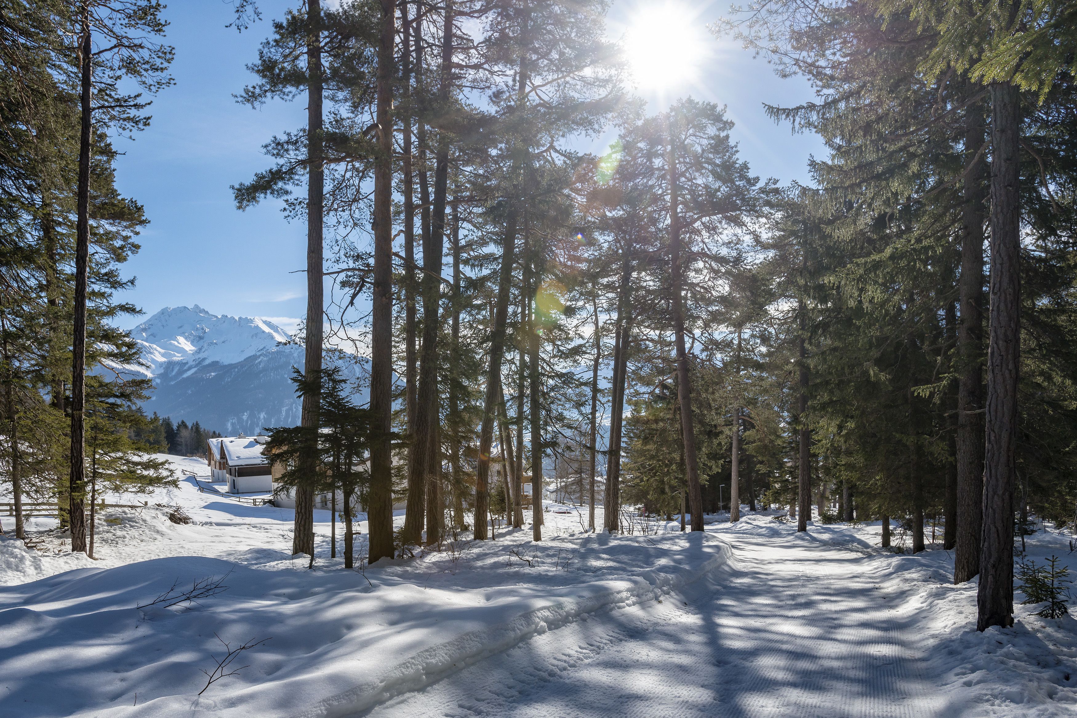 A snow-covered forest path with tall trees and a mountain in the background.