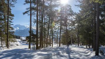 A snow-covered forest path with tall trees and a mountain in the background.