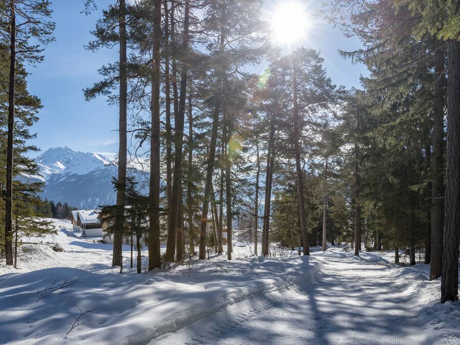 A snow-covered forest path with tall trees and a mountain in the background.
