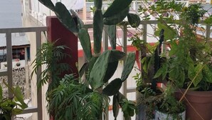A cactus plant on a balcony with various other potted plants. - Hotel Posada Tayazal (Flores)