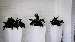 Tres macetas blancas con plantas verdes en una habitación con una pared blanca con textura y suelo marrón.
