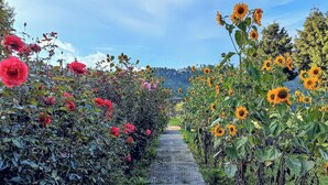 Un sentier bordé de rosiers et de tournesols, qui mène vers une colline lointaine.