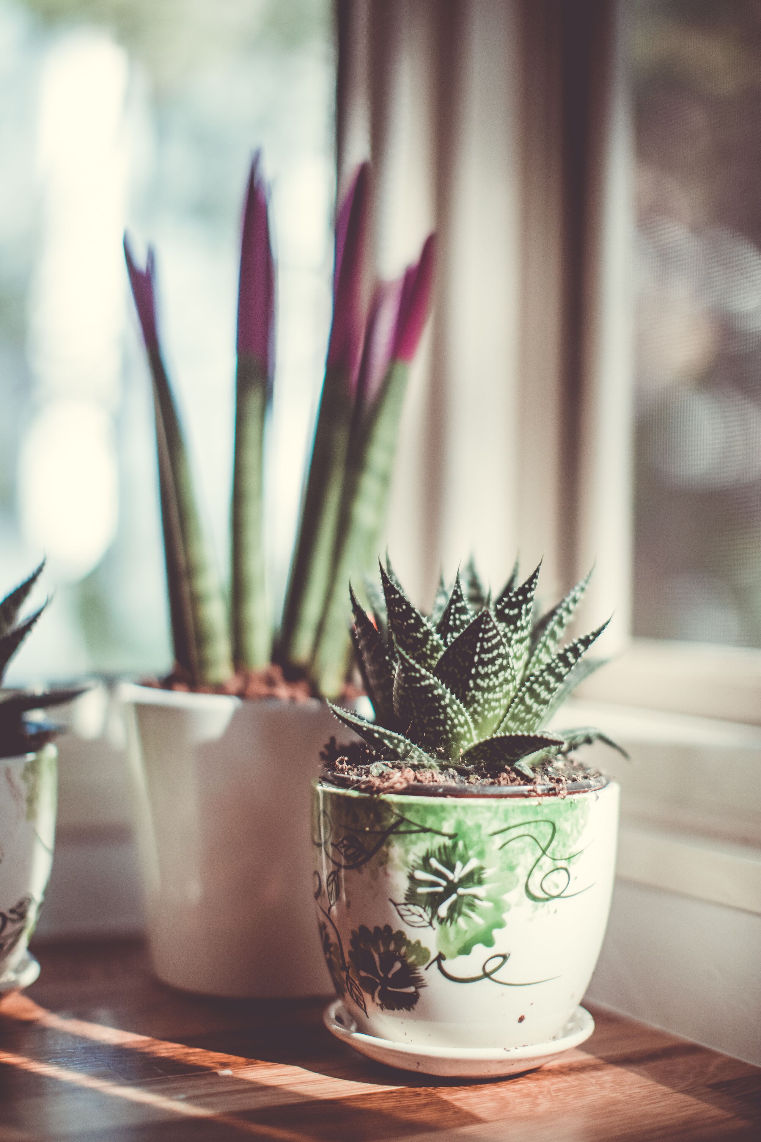 Des plantes en pot sont posées sur une surface en bois, près d’une fenêtre.