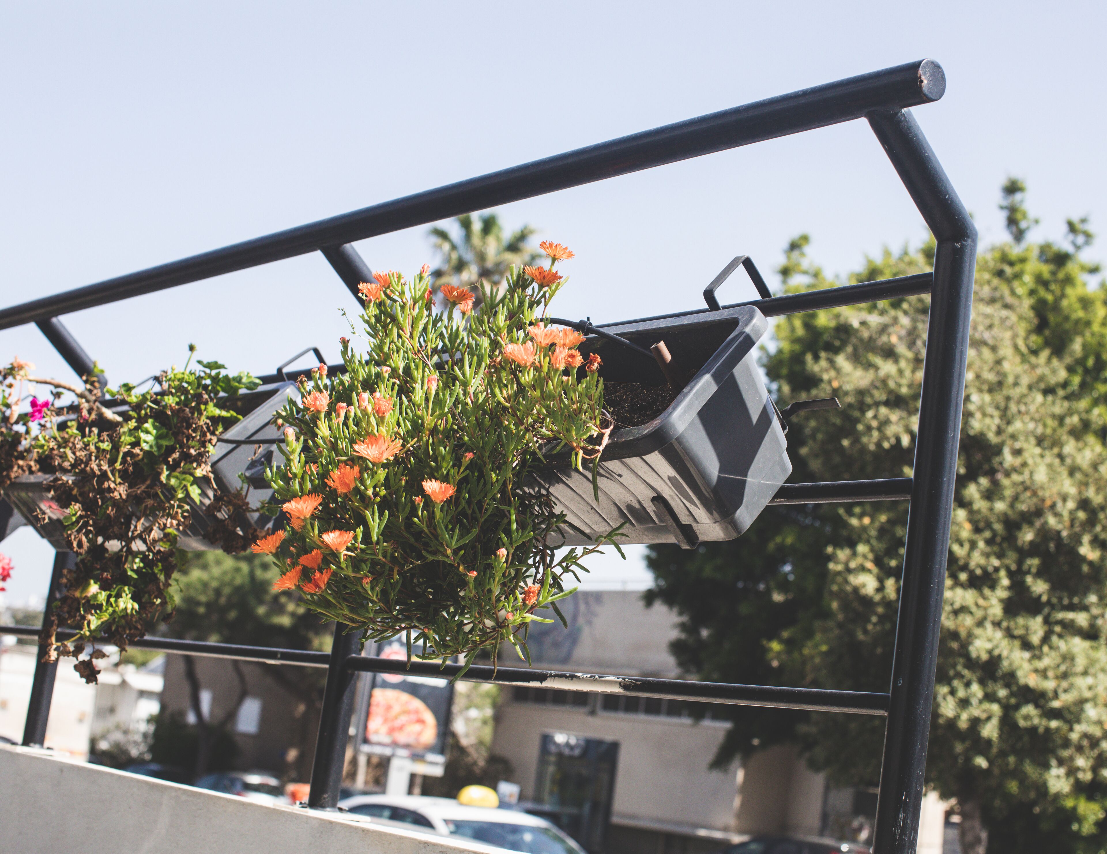A metal railing with a hanging planter containing orange flowers.