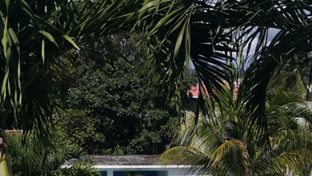 A pool area with a curved design, surrounded by palm trees and green umbrellas. - Hotel Casa Flores De Tikal (Flores)
