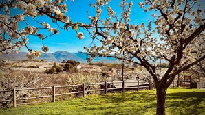A tree with white blossoms in a grassy field with a mountain in the background. - Villa Xarahiz (Jaraíz de la Vera)