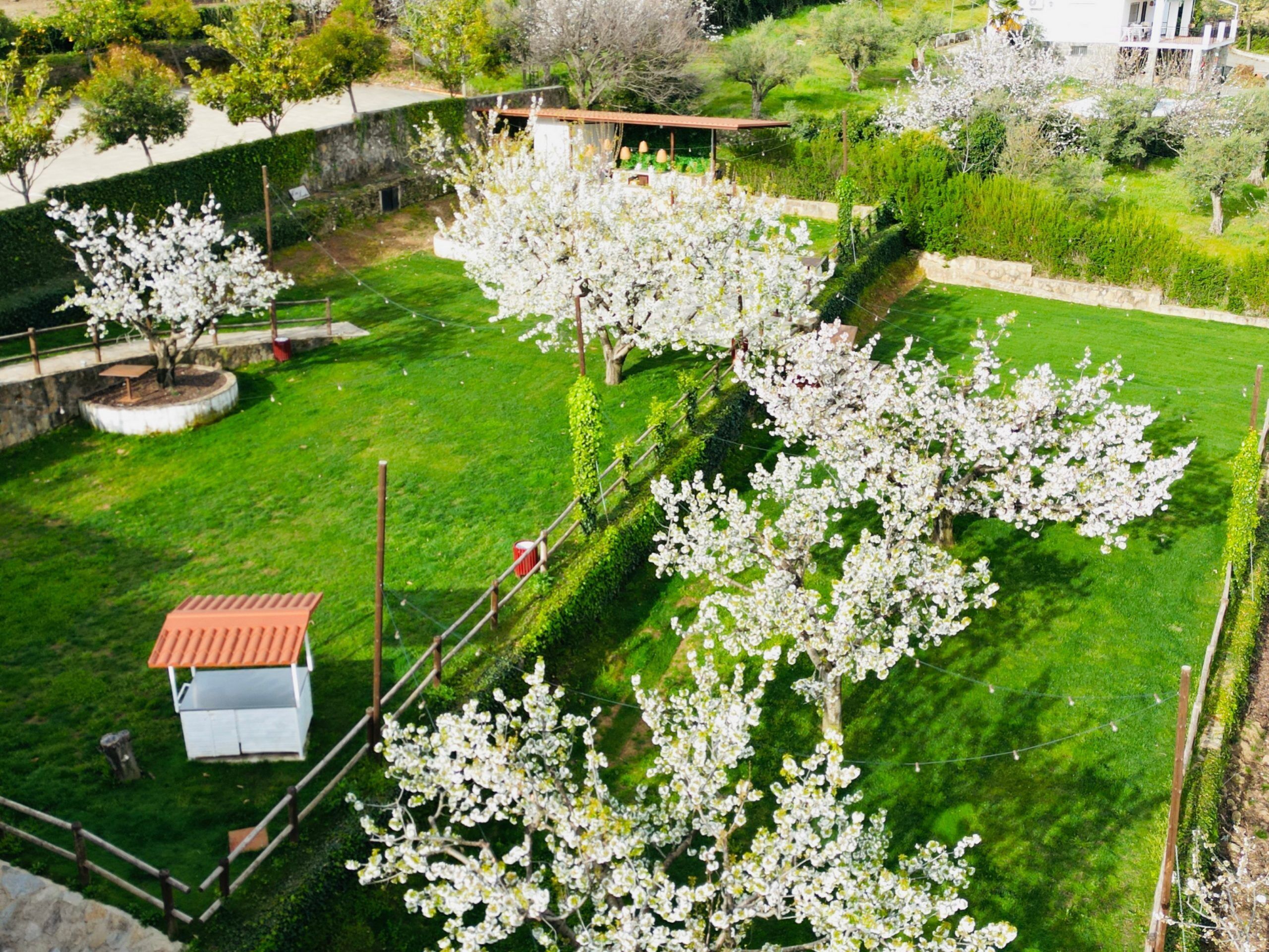 Un jardín con árboles en flor, un cobertizo pequeño y un césped bien cuidado.