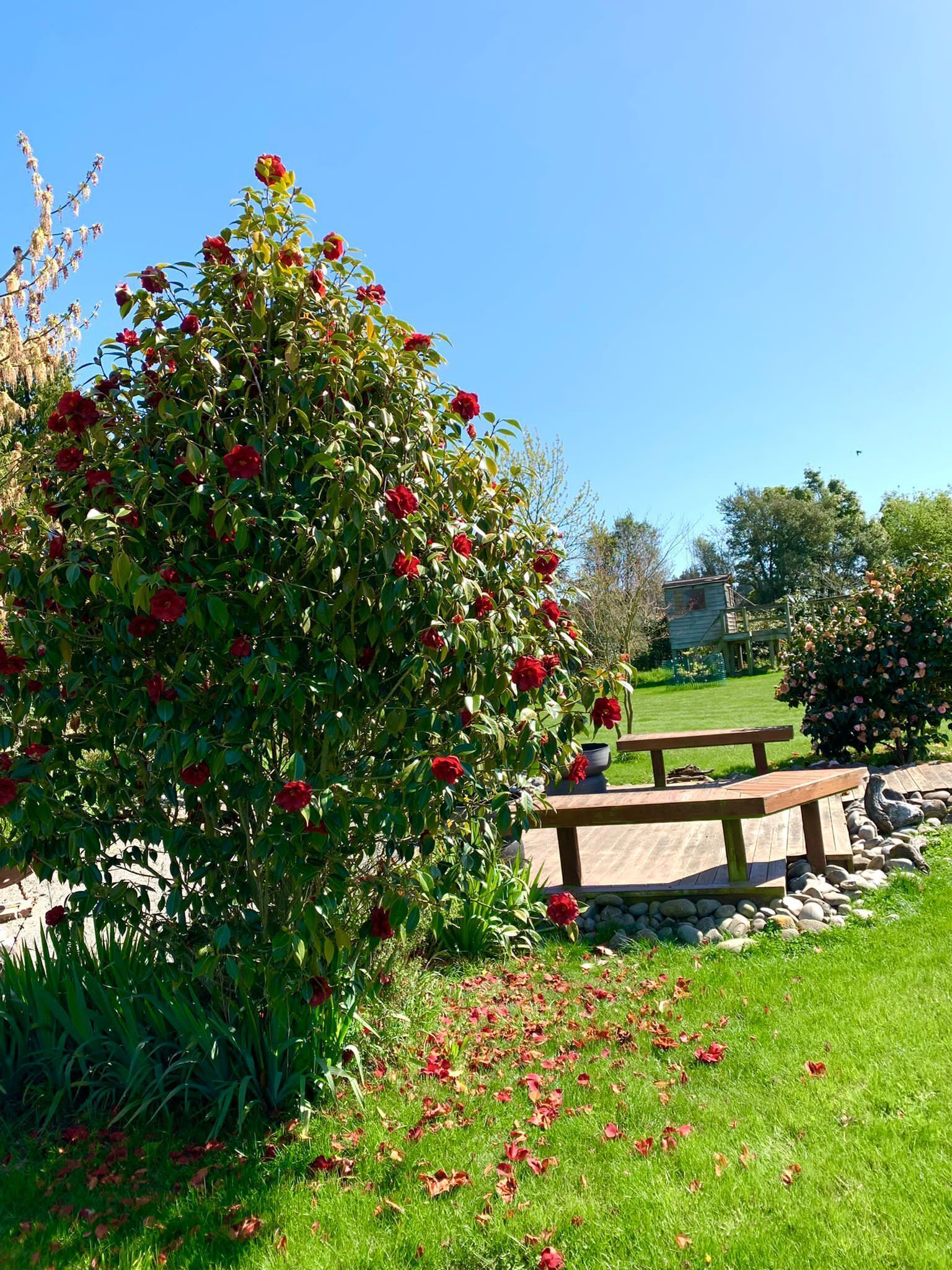 Garden view