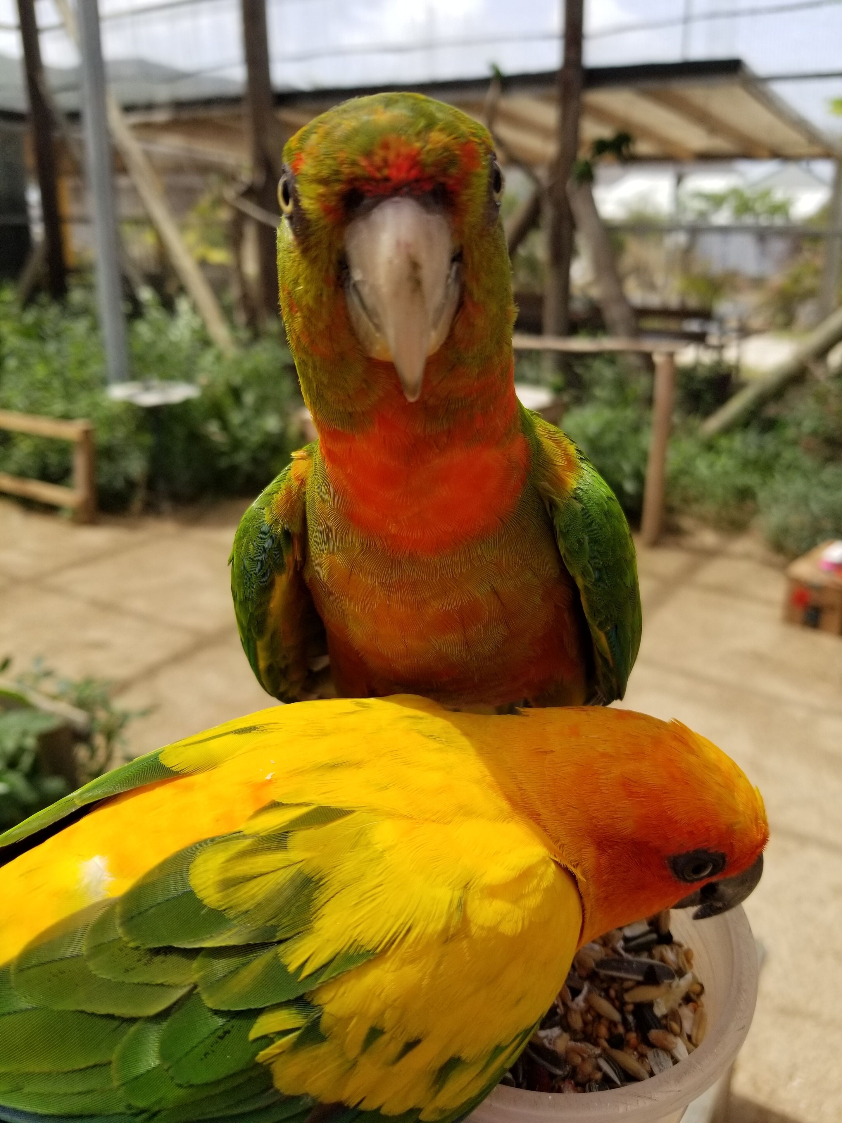 Un loro con plumas verdes y amarillas, posado sobre una superficie de madera.