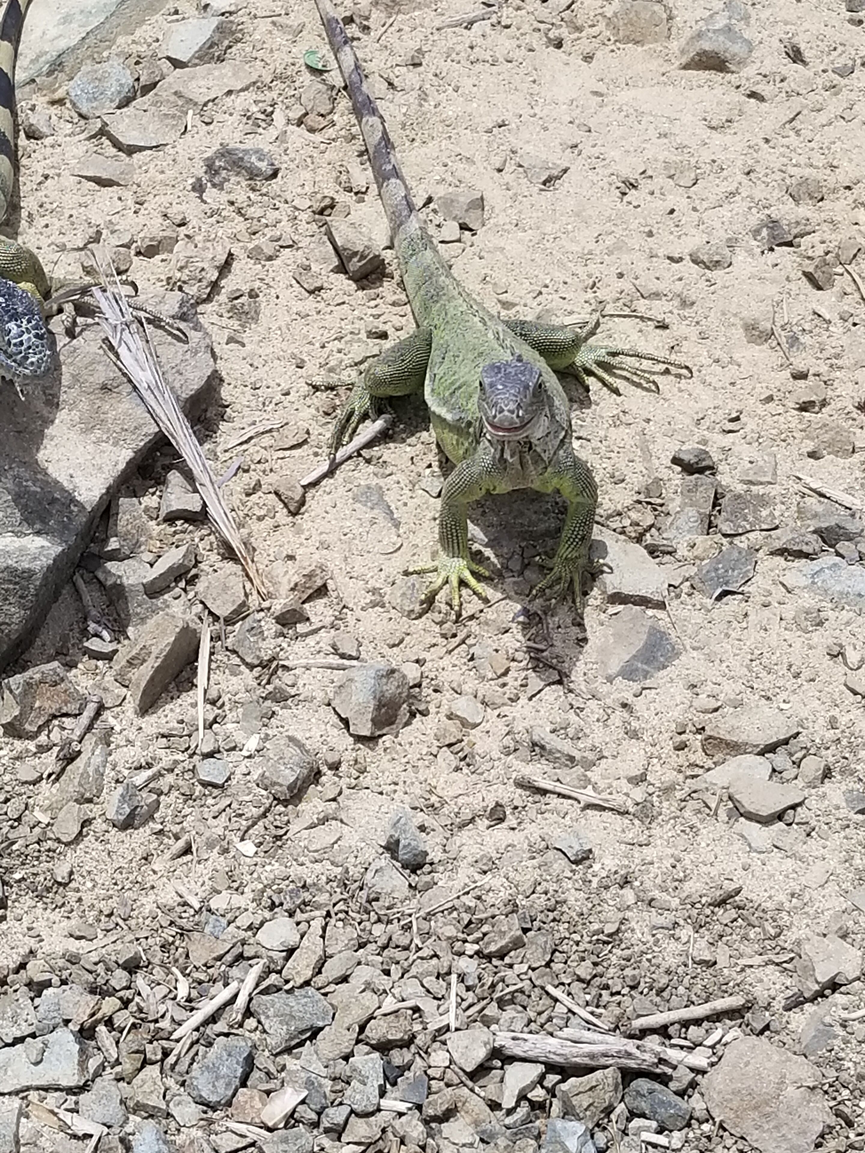Una iguana verde sobre una superficie rocosa.