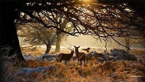 A forest scene with deer under a tree. - Lovely 2BR, Richmond Hill & Parking (Richmond upon Thames)