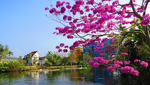 A serene lakeside scene with vibrant pink flowers, a calm water body, and colorful buildings in the background. - Beauty Spring and Harvest B and B (Puli)