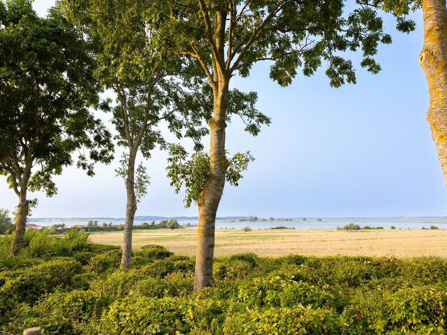 A landscape with trees and a view of the sea.