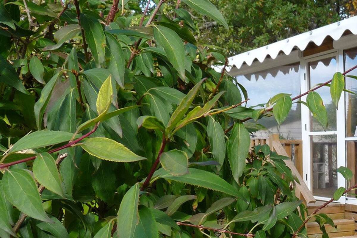 舒適行動屋 (Cordelia) | 3 間臥室、熨斗/熨衣板、無線上網、獨特裝潢