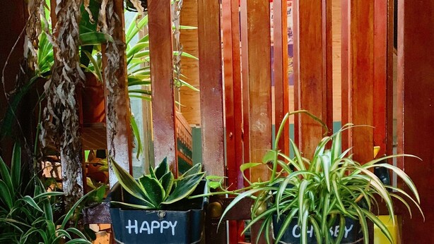 Una cerca de madera con tres macetas colgantes etiquetadas como 'HAPPY', 'LUCKY' y 'CHASEY'.
