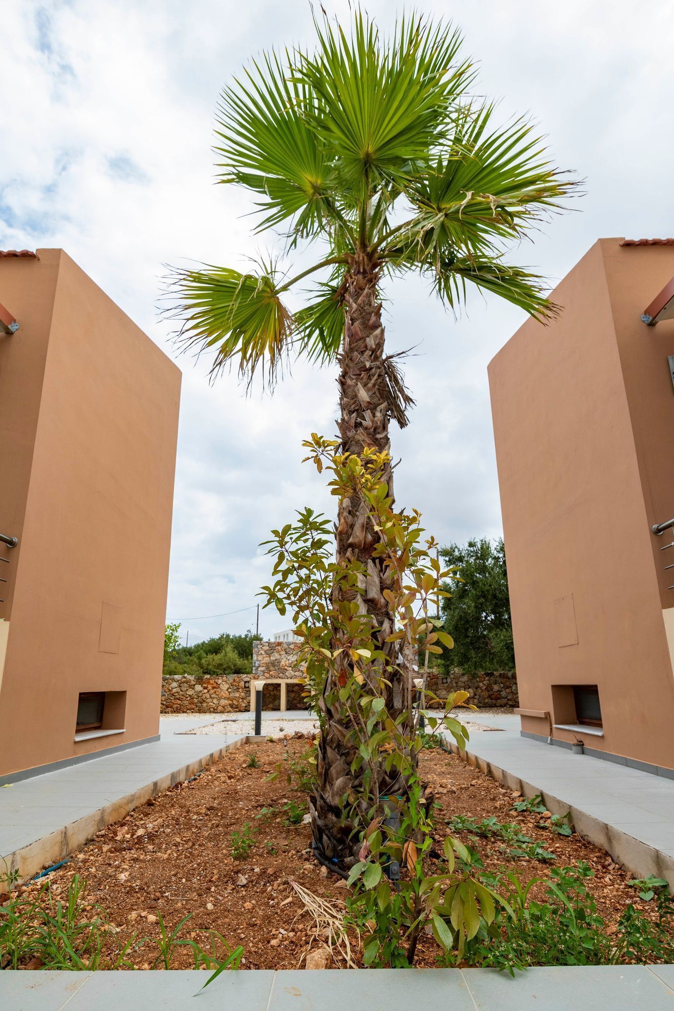 Una palmera en una jardinera rodeada por un sendero pavimentado, con edificios color beige al fondo.