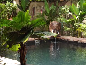 Outdoor pool, a natural pool - ManuelaEric Homestay (Siem Reap)