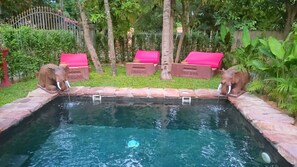 Outdoor pool, a natural pool - ManuelaEric Homestay (Siem Reap)