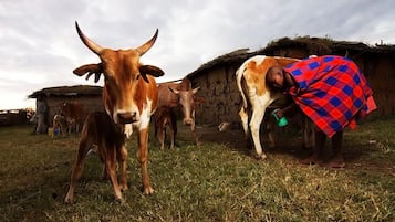 Game viewing