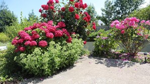 A garden with pink flowers and green foliage. - Chambre d'hôtes Mon Taj Mahal (Gueron)