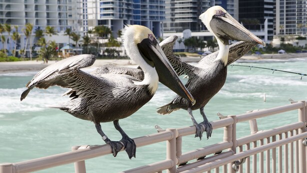 Two pelicans perched on a railing by the ocean with high-rise buildings in the background. - Intracostal Sunny Isles (Sunny Isles Beach)