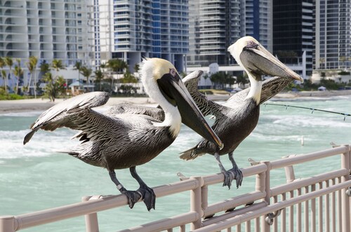 Intracostal Sunny Isles