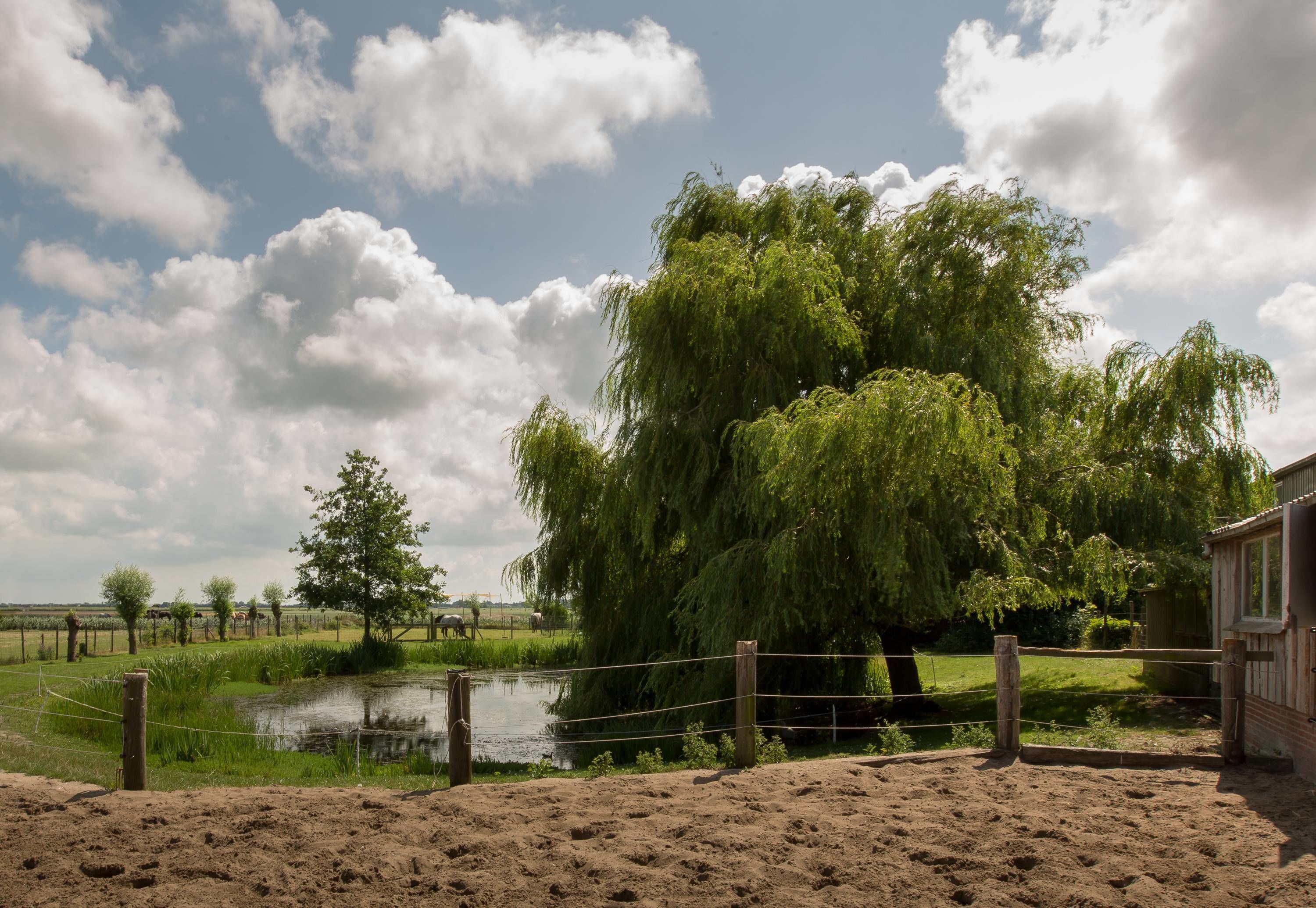 A sandy enclosure with a pond, a fence, and a large weeping willow tree.