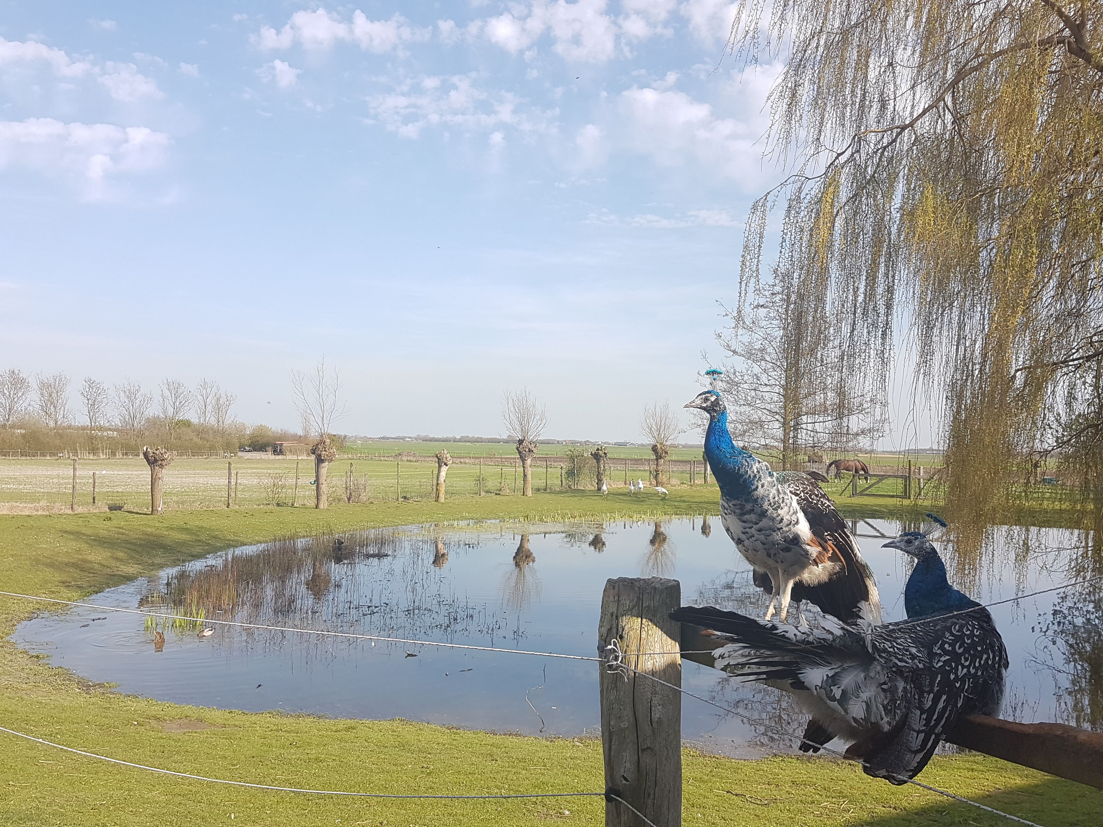 A peacock standing by a pond with a fence and trees in the background.