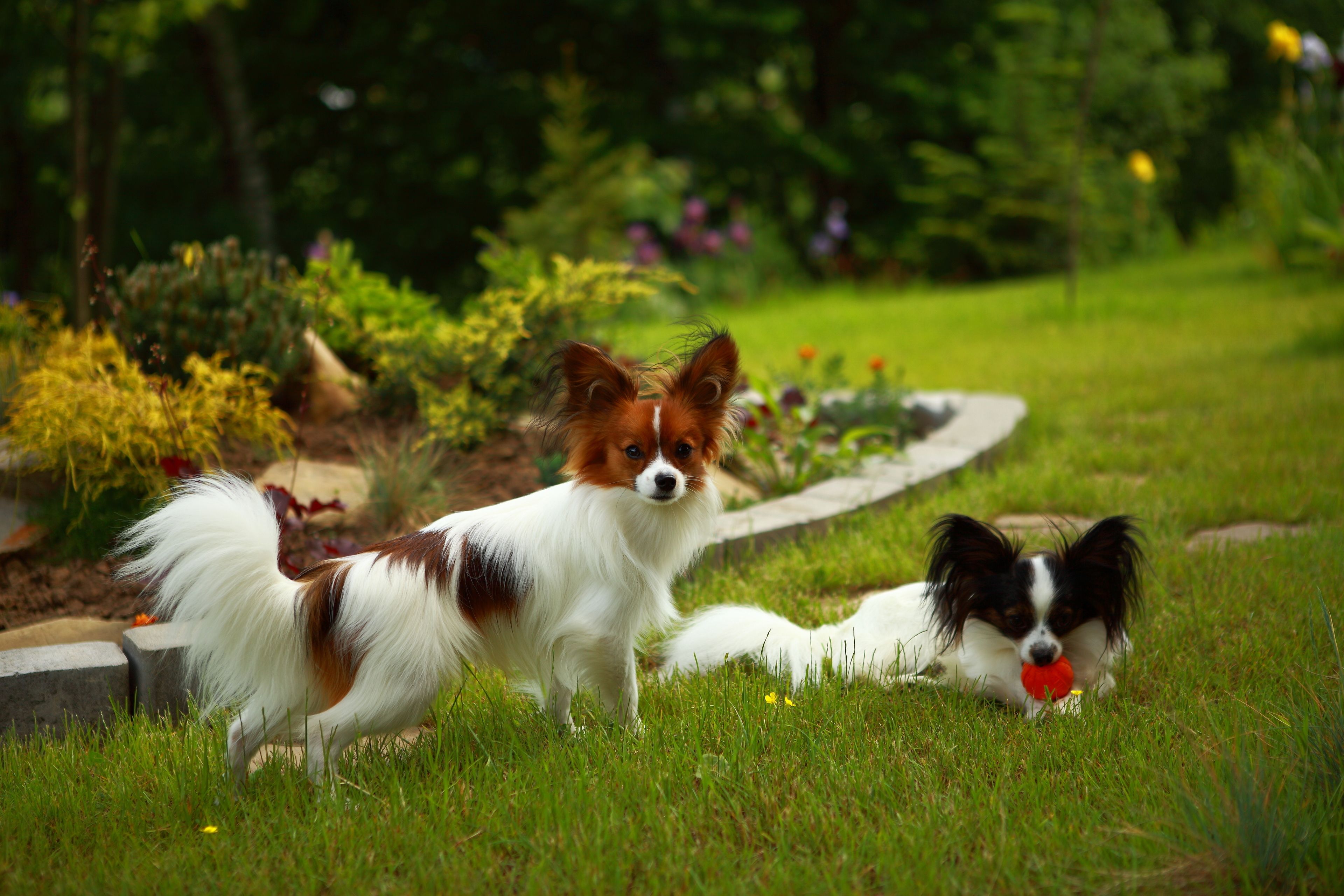 Two dogs in a garden with grass and flowers.